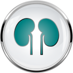 Kidney icon