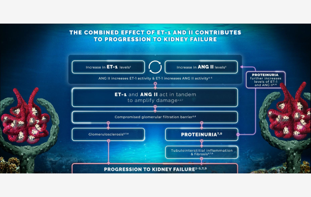 The combined effect of endothelin-1 (ET-1) and angiotensin II (ANG II) in IgA Nephropathy (IgAN)